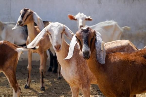 qurbaniaqiqah goat