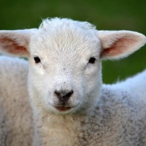 Qurbani Aqiqah | Sheep For Qurbani (25-30KG)